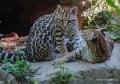 ocelot-gh6_2527