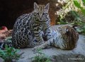 ocelot-gh6_2528