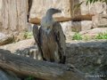 vautour-g91_2491