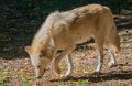 loup-du-canada-a74_00923