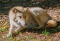 loup-du-canada-a74_00925