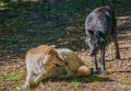 loup-du-canada-a74_00926