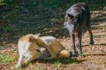 loup-du-canada-a74_00927
