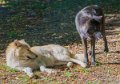 loup-du-canada-a74_00928