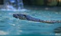 loutre-a74_0084-topaz