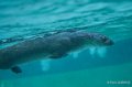loutre-a74_00853-Modifier