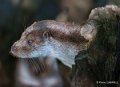 loutre-a74_00857-Modifier
