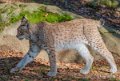 lynx-a74_00867