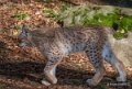 lynx-a74_00869
