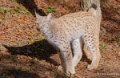 lynx-a74_00870
