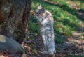 lynx-a74_00871