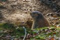 marmotte-a74_00873