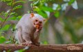 ouistiti-a74_00977
