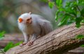 ouistiti-a74_00979-topaz