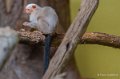ouistiti-a74_00984