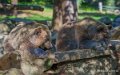 ours-a74_00878