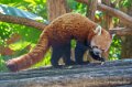 panda-roux-a74_00892