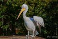 pelican-a74_00841