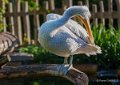 pelican-a74_00846