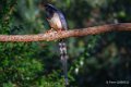 pirolle-bec-rouge-a74_00817