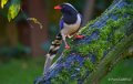 pirolle-bec-rouge-a74_00833-topaz