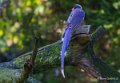 pirolle-bec-rouge-a74_00835-topaz