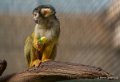 saimiris-a74_00987