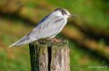 sterne-pierregarin-a74_00813