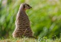 suricate-a74_00918