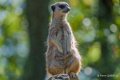 suricate-a74_00921-topaz