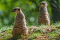 suricate-a74_00929