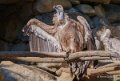 vautour-fauve-a74_00952