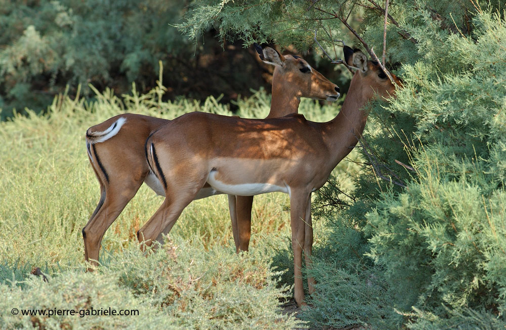 antilope_5535.jpg