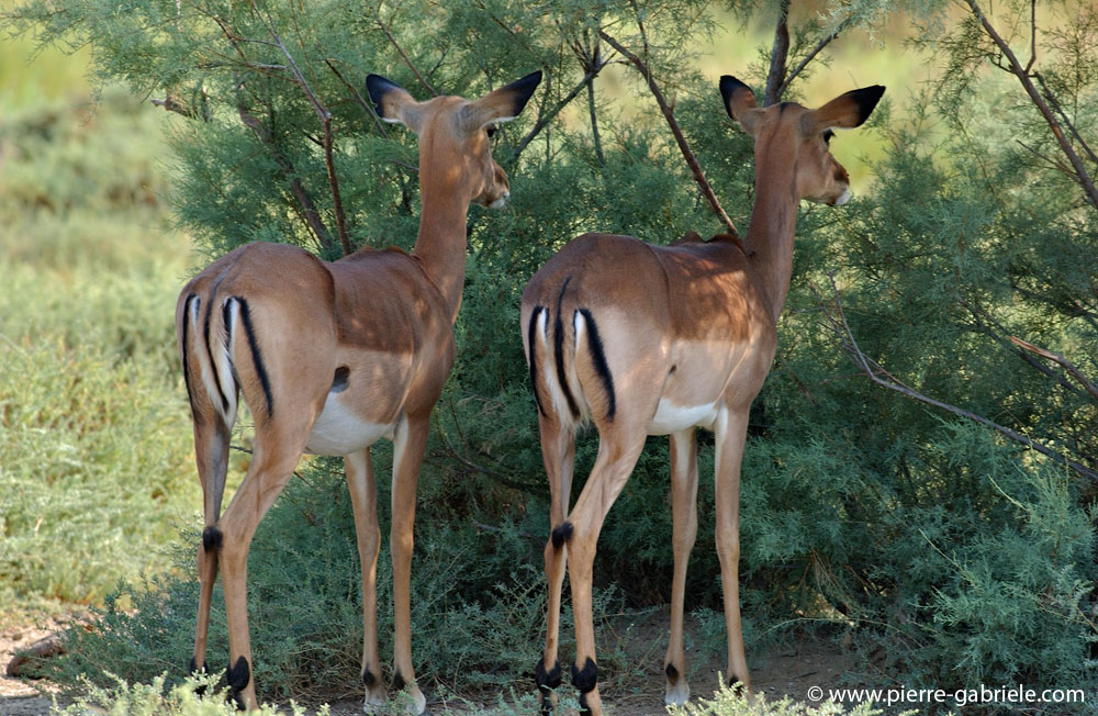 antilope_5537.jpg