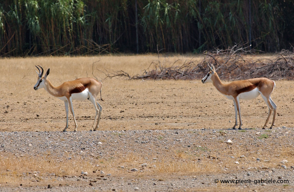 antilope_5677.jpg