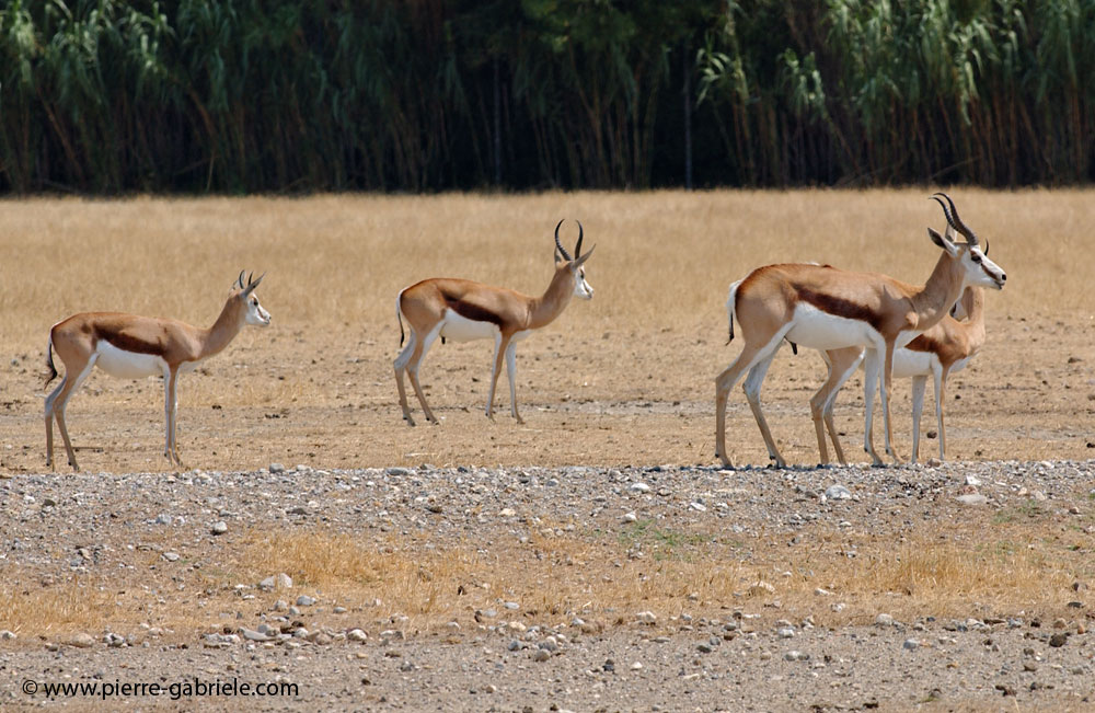antilope_5679.jpg