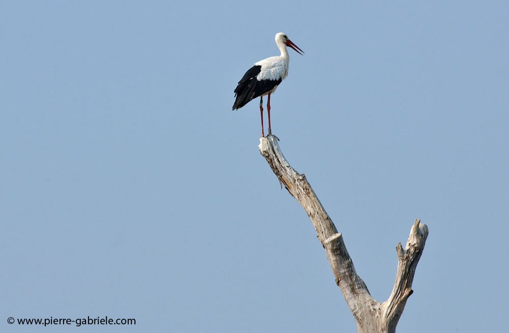 cigogne_5563.jpg