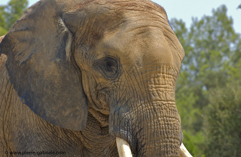 elephant_5662.jpg