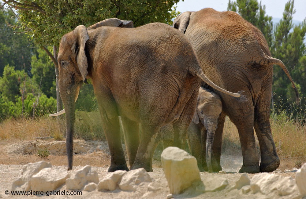 elephant_5666.jpg