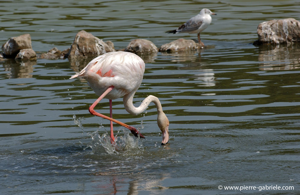 flamant_5643.jpg
