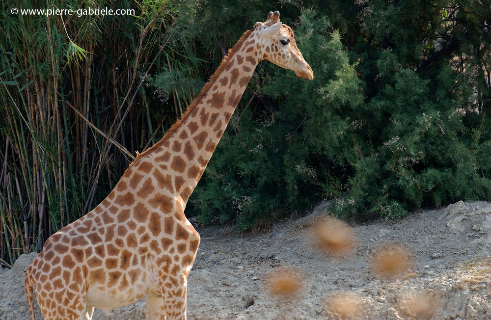 girafe_5559.jpg