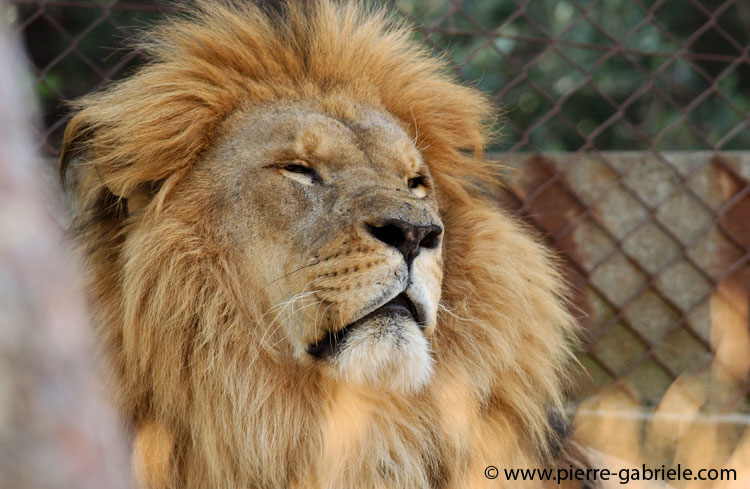 lion_5582.jpg