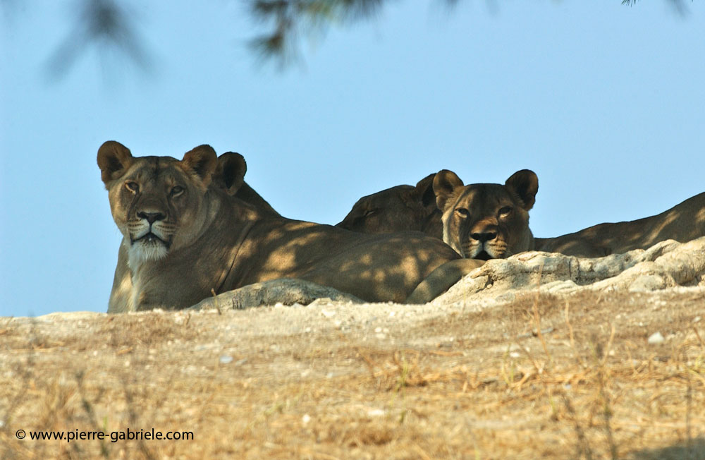lionne_5576.jpg