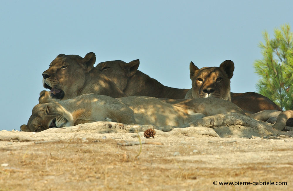 lionne_5581.jpg