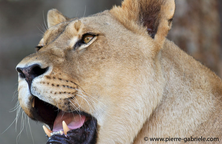 lionne_5584.jpg