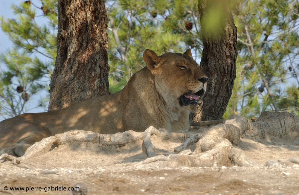 lionne_5587.jpg