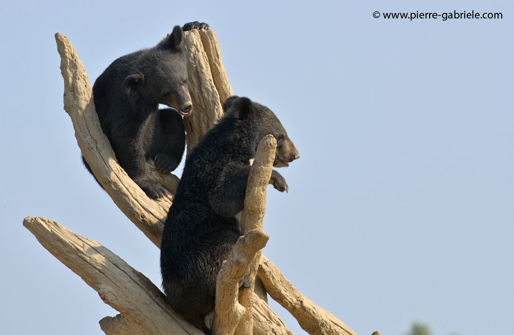 ours_5572.jpg