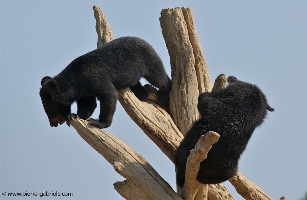 ours_5574.jpg