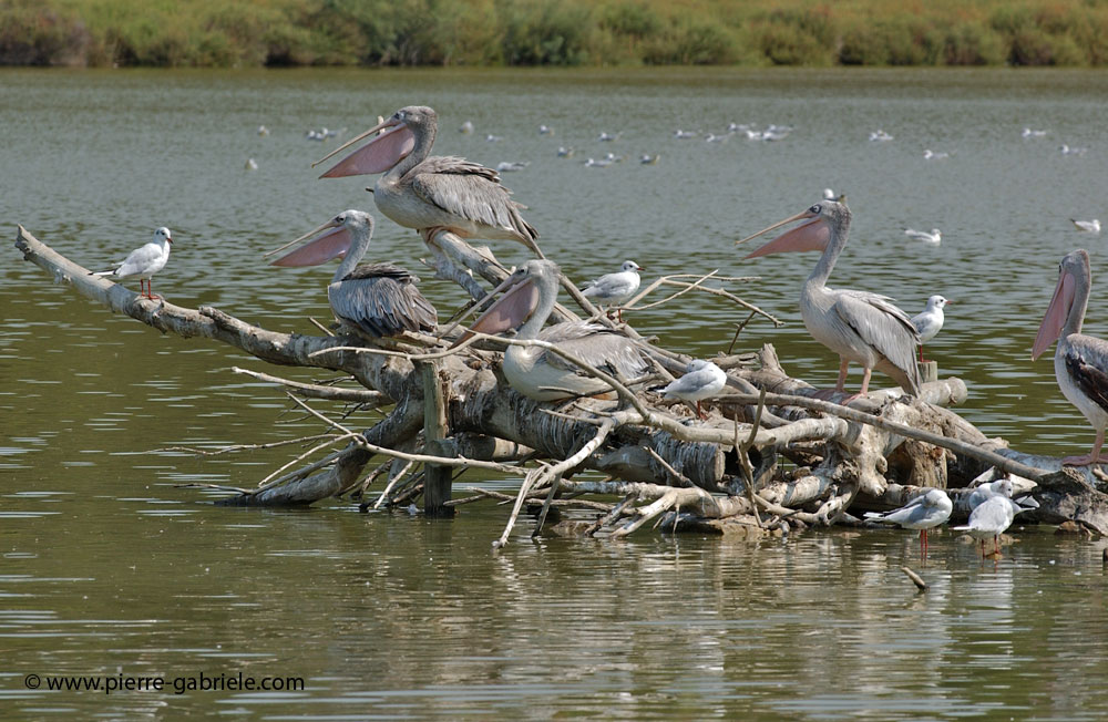pelican_5629.jpg