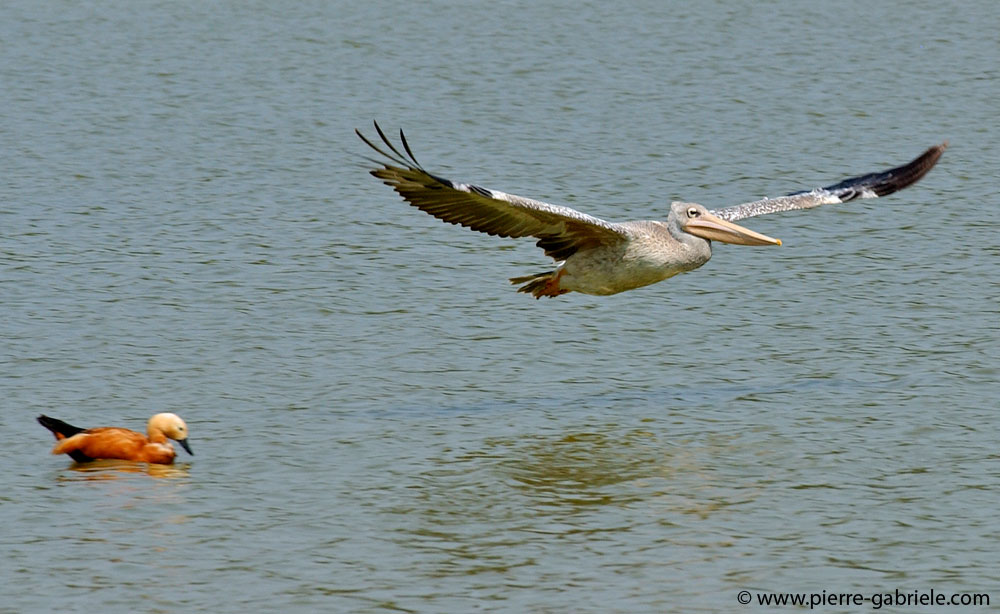 pelican_5650.jpg